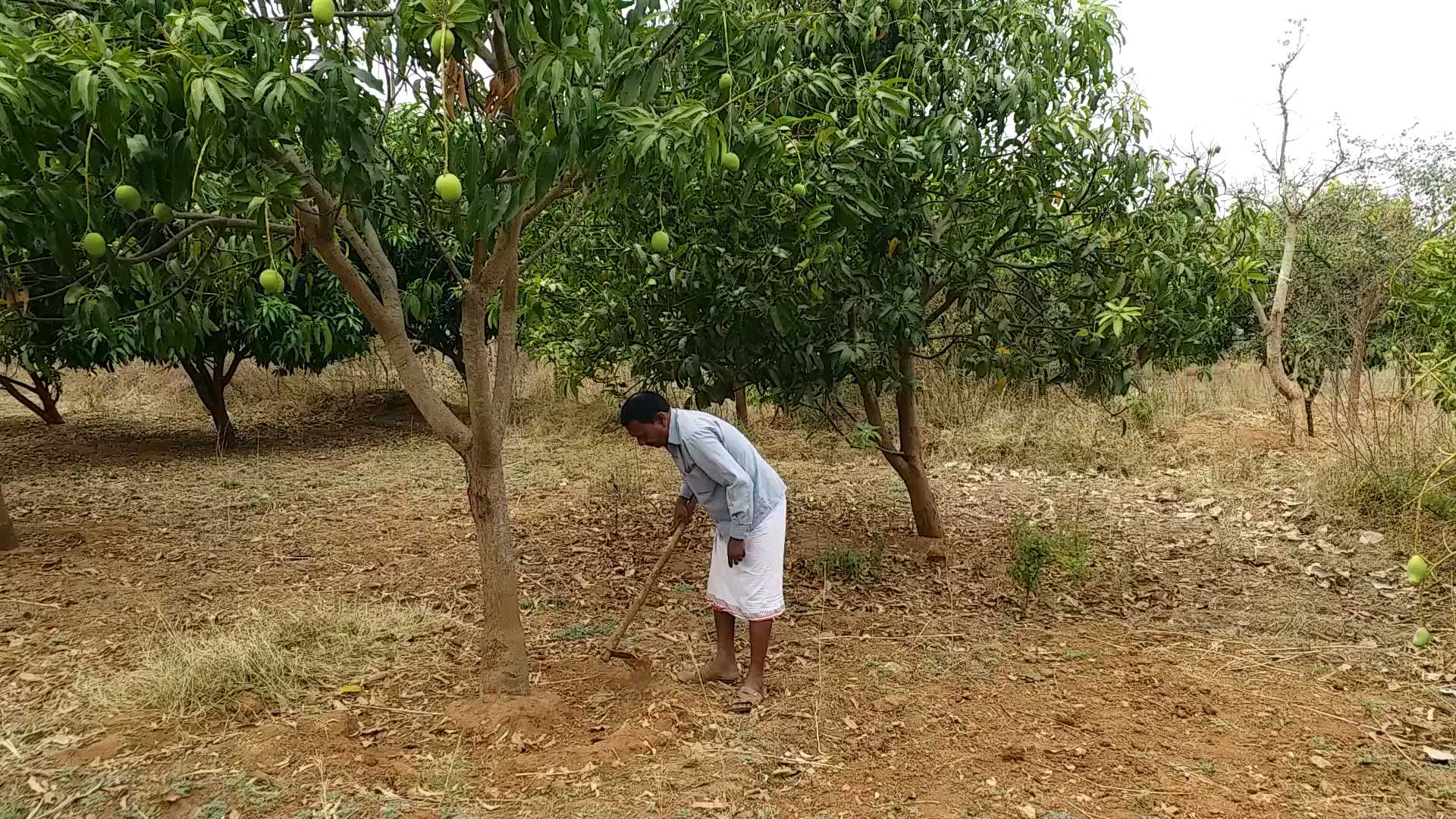 Cultivation in barren land