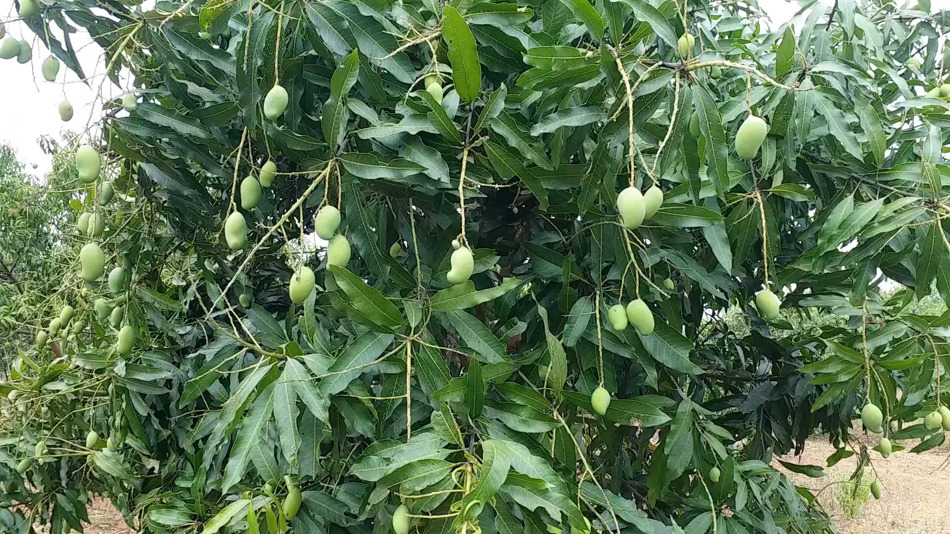 Cultivation in barren land