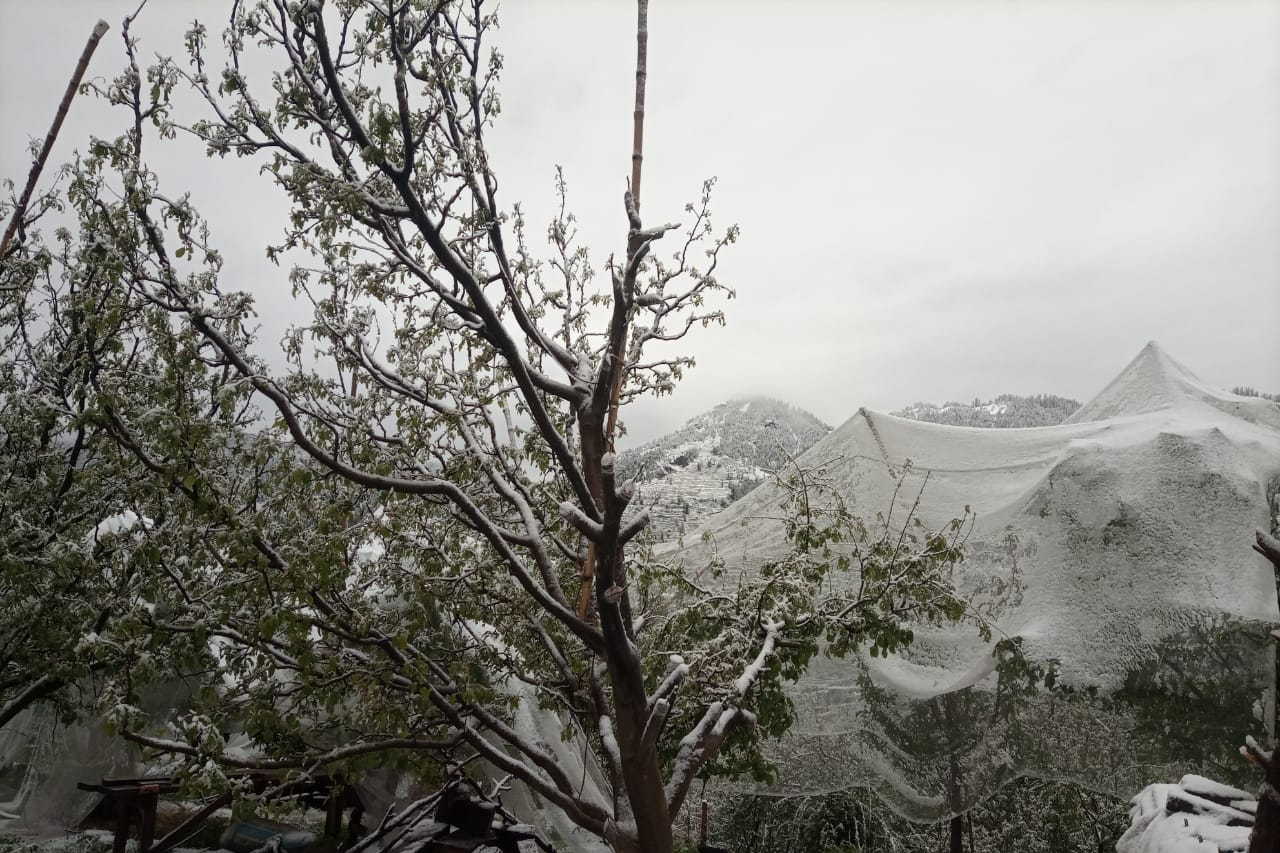 Nature caused havoc on apple orchards