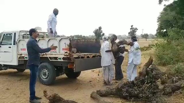 शेर सिंह पहुंचाने लगे निशुल्क लकड़ियां, sher singh started transporting woods