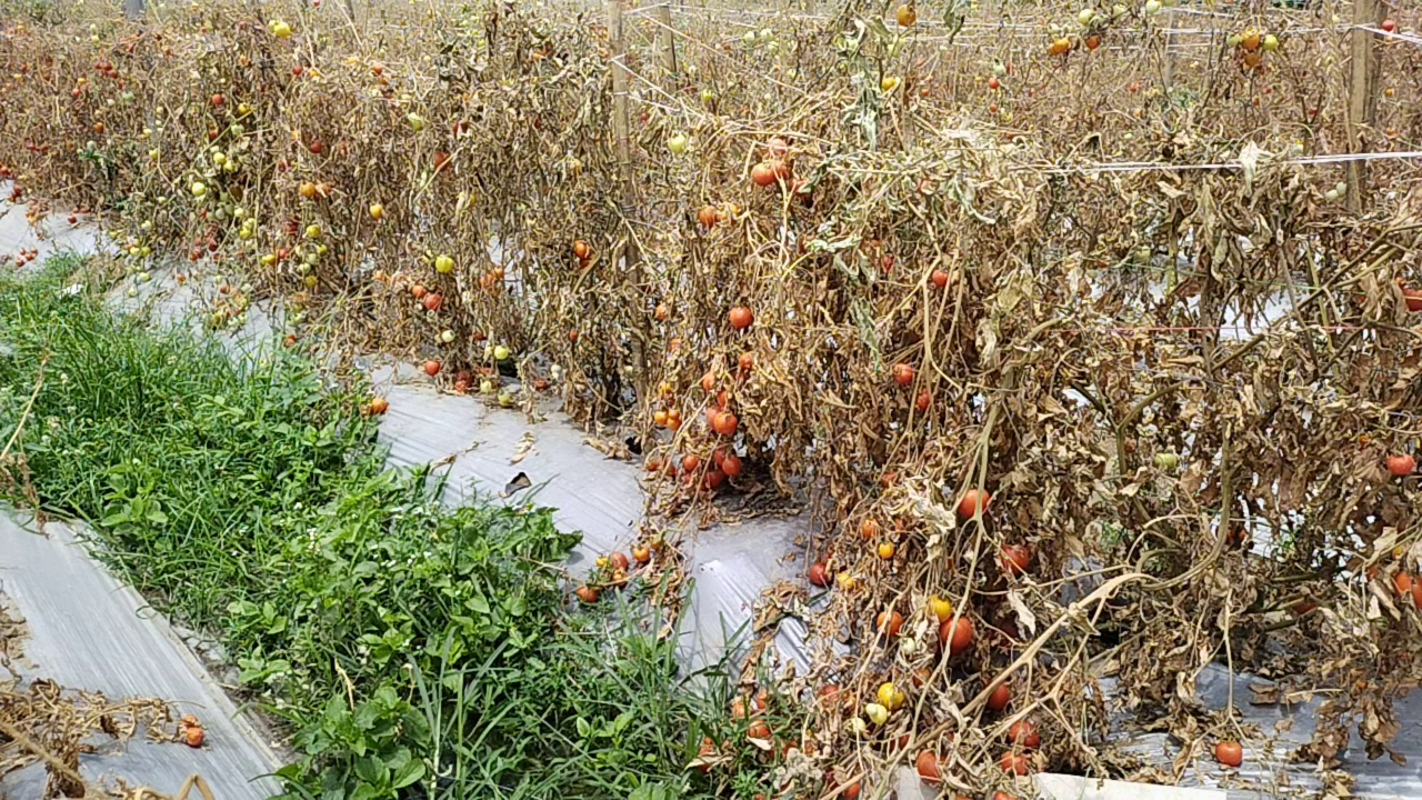 Tomato farming waste