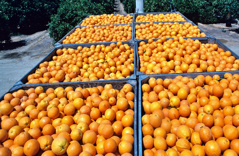 shortage of orange in jodhpur,  mausambi prices in jodhpur