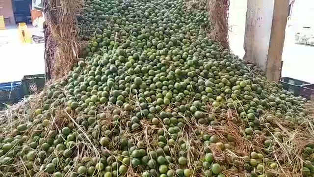 shortage of orange in jodhpur,  mausambi prices in jodhpur