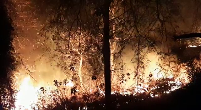 श्यामपुरा जंगल में लगी आग, Shyampura forest fire