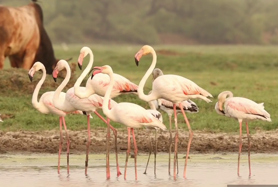 World Migratory Bird Day 2021, Keoladeo National Park