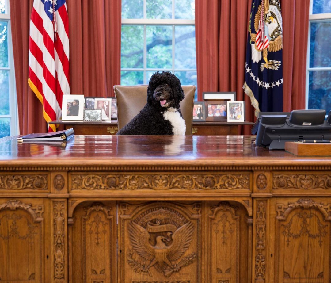 Obama dog Bo dies from cancer