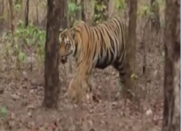 bandhavgarh tiger reserve management alert in umariya