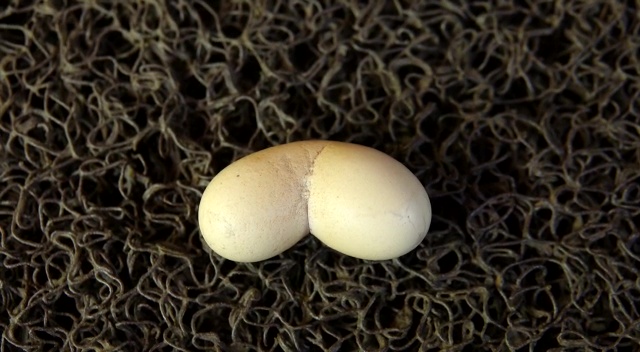 heart-shaped twin egg of a black hen