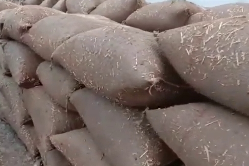 Thousands of quintals of wheat soaked in rain