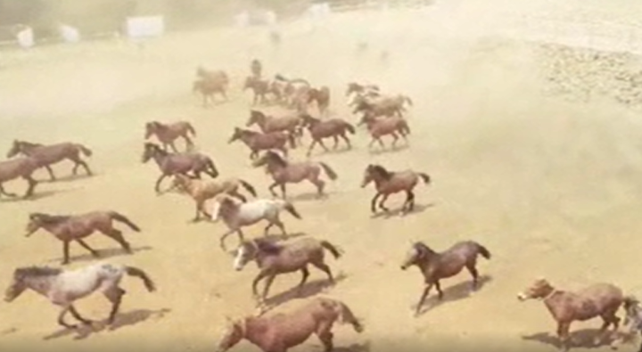 horses