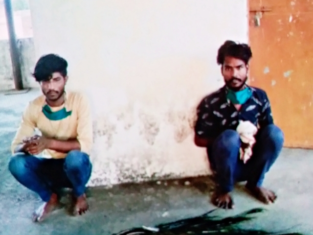 jaipur latest news  crime in jaipur  two crooks arrested while hunting peacock  मोर का शिकार  कोरोना काल  जयपुर की ताजा खबर  राष्ट्रीय पक्षी मोर  Corona era  National Bird Peacock