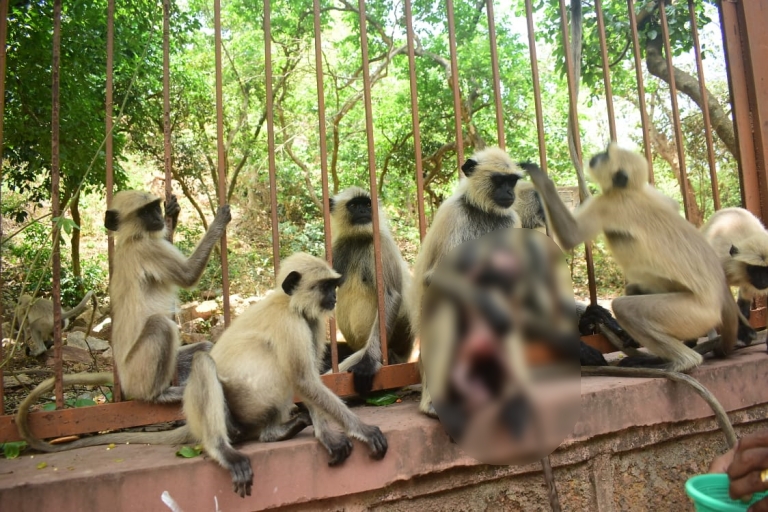 Mother's affection;  mother monkey hugged injured baby monnkey