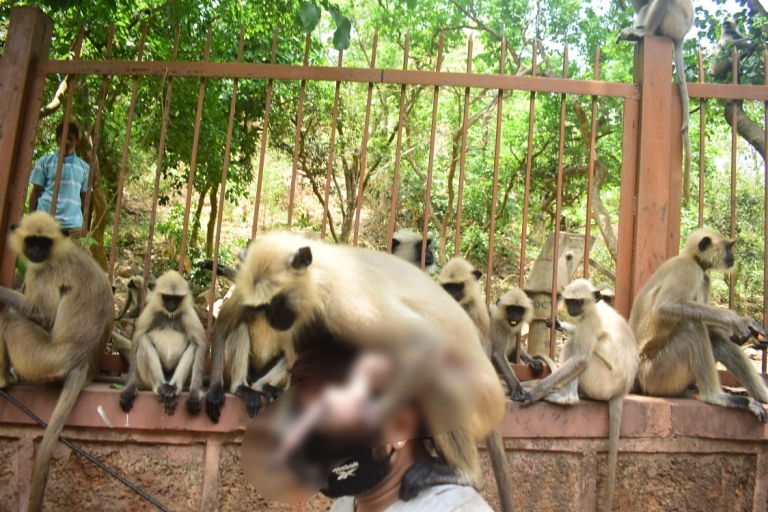 Mother's affection;  mother monkey hugged injured baby monnkey