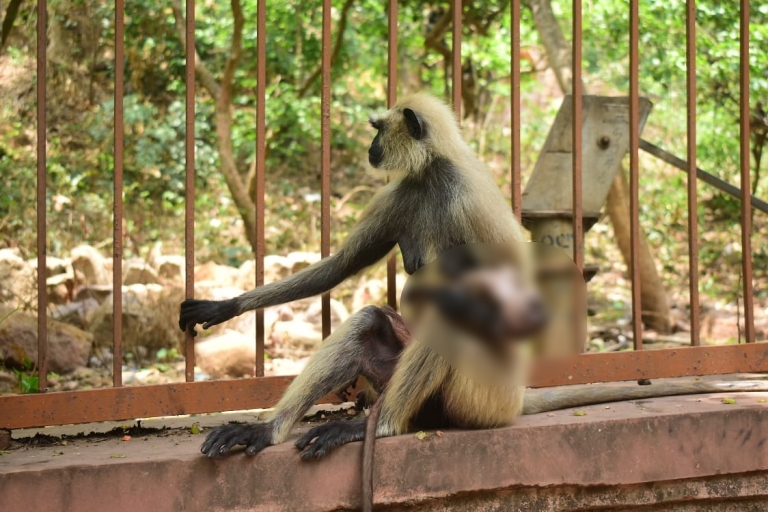 Mother's affection;  mother monkey hugged injured baby monnkey