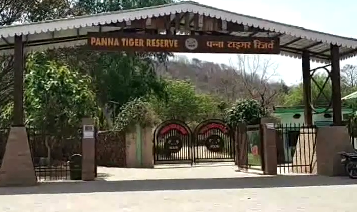 Tigress died in Panna Tiger Reserv