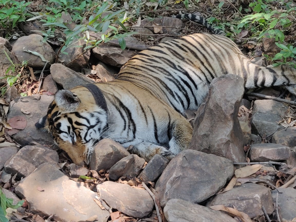 Tigress died in Panna Tiger Reserve