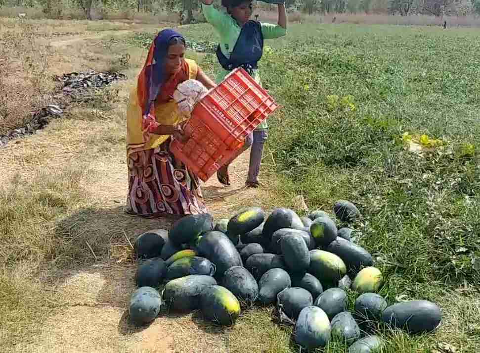 farmers-taking-up-land-on-rent-for-farming-are-disarray-in-hazaribag