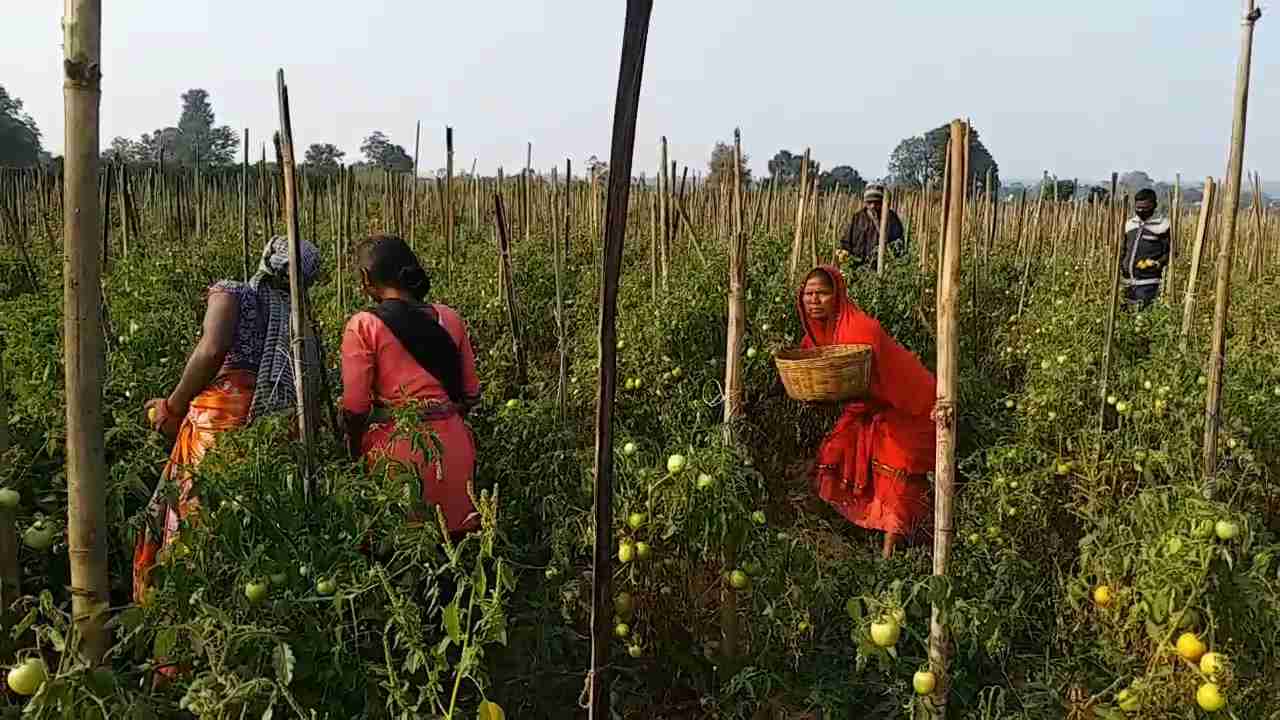 farmers-taking-up-land-on-rent-for-farming-are-disarray-in-hazaribag