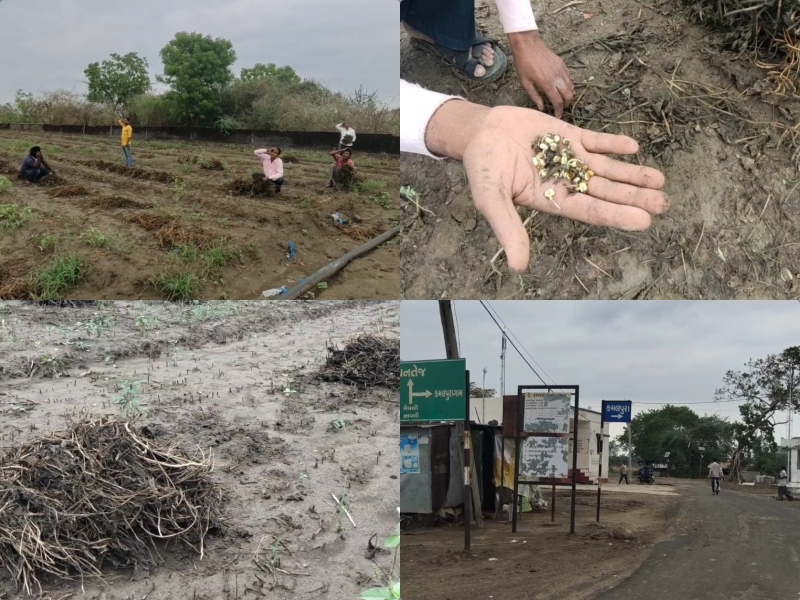 વરસાદને કારણે ખેતીના પાકમાં વ્યાપક નુકસાન