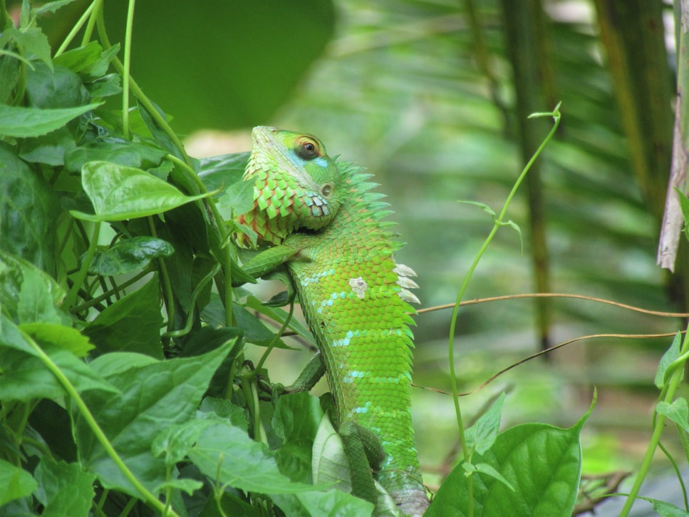 International Day for Biological Diversity, climate change