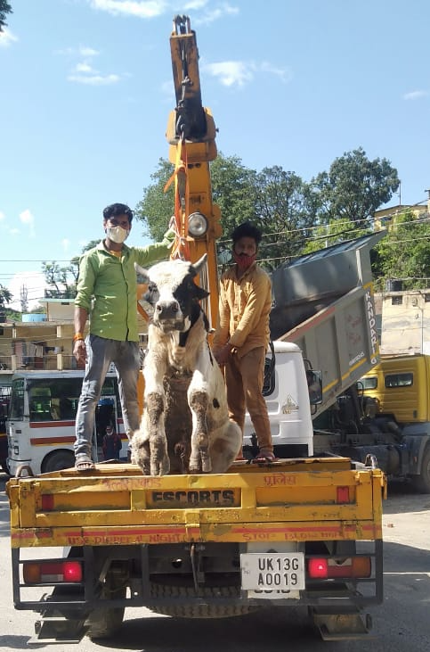 Rudraprayag Bull Rescue