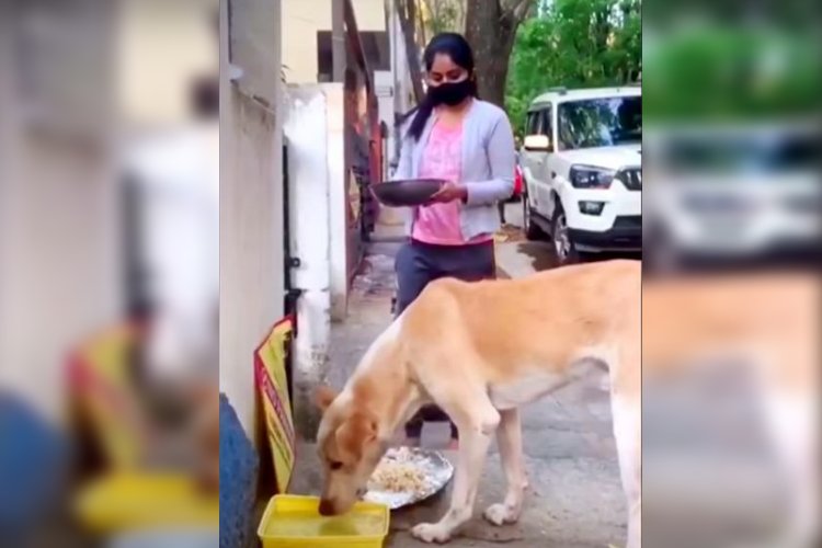 actress Megha shetty gave food for street dogs