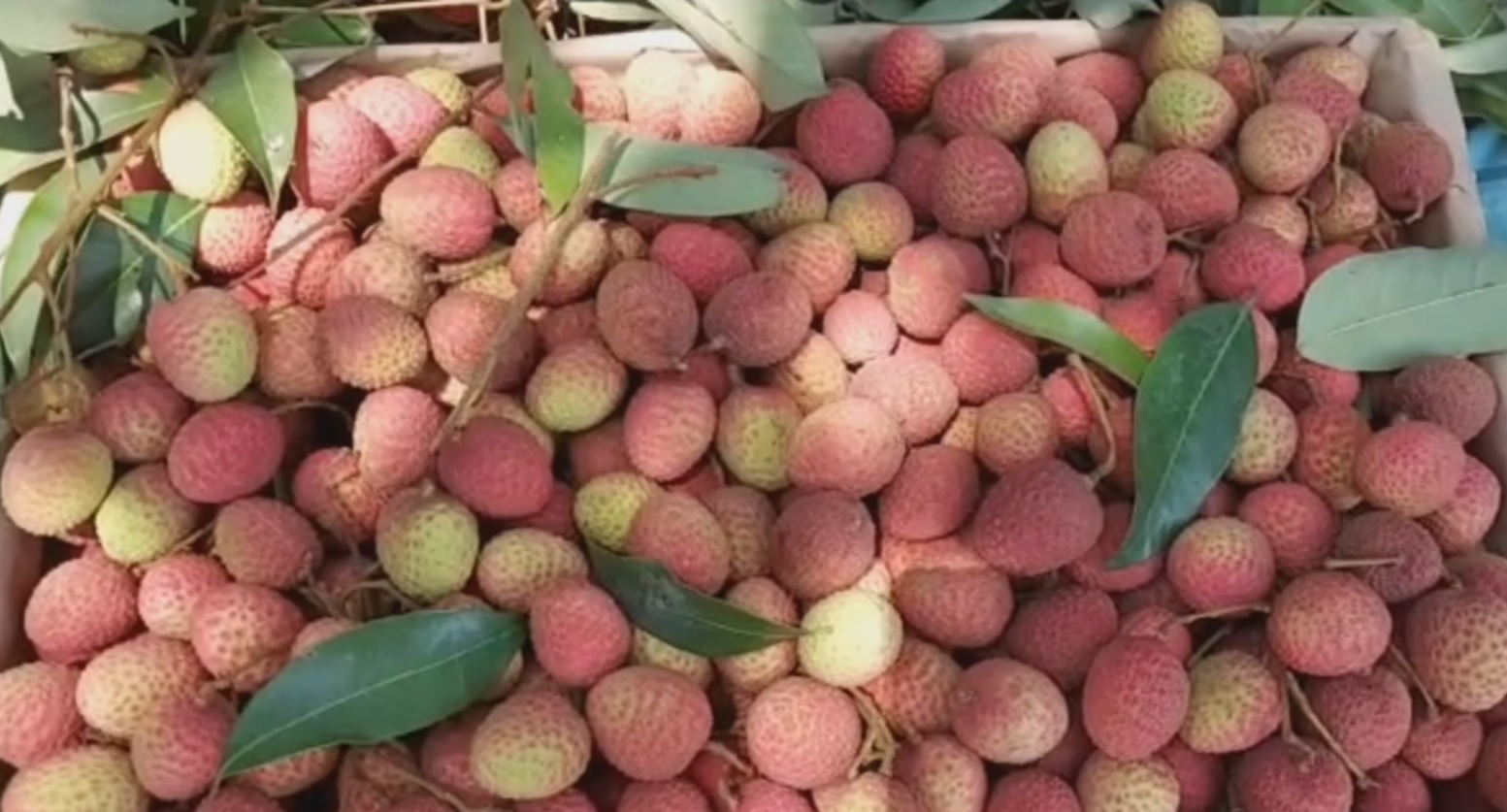 shahi litchi