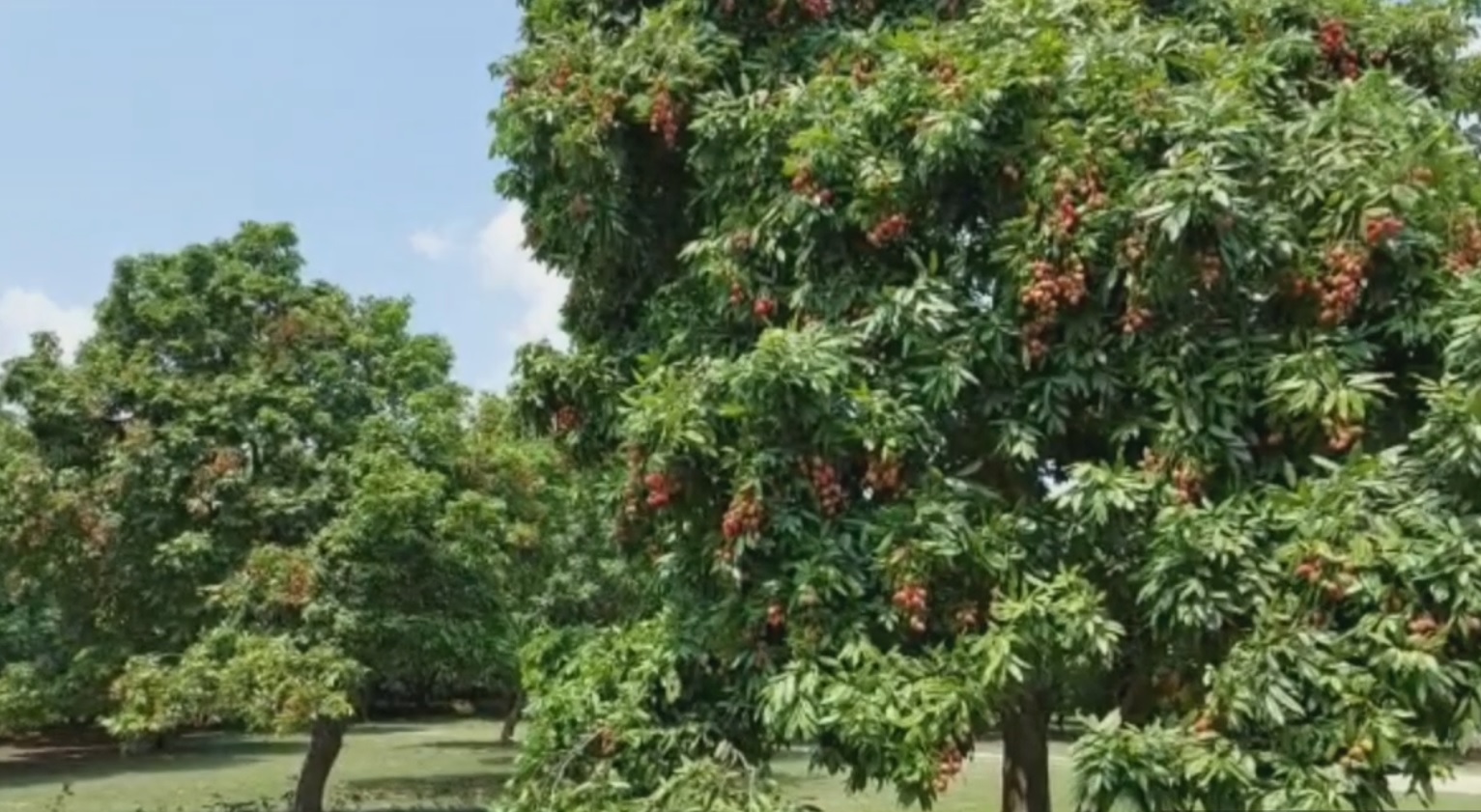 litchi farmers problems due to corona