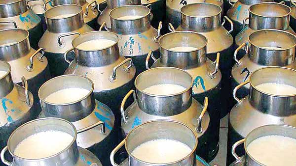 Cooperative milk dairies