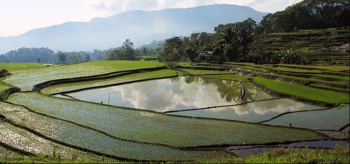 traditional farming techniques could help end global hunger