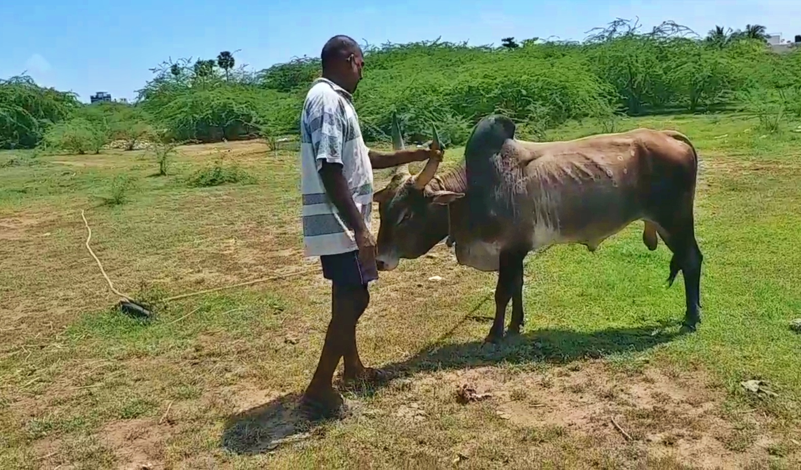 காளைகளின் மீதான வீரபாண்டியின் அன்பு அளப்பெரியது