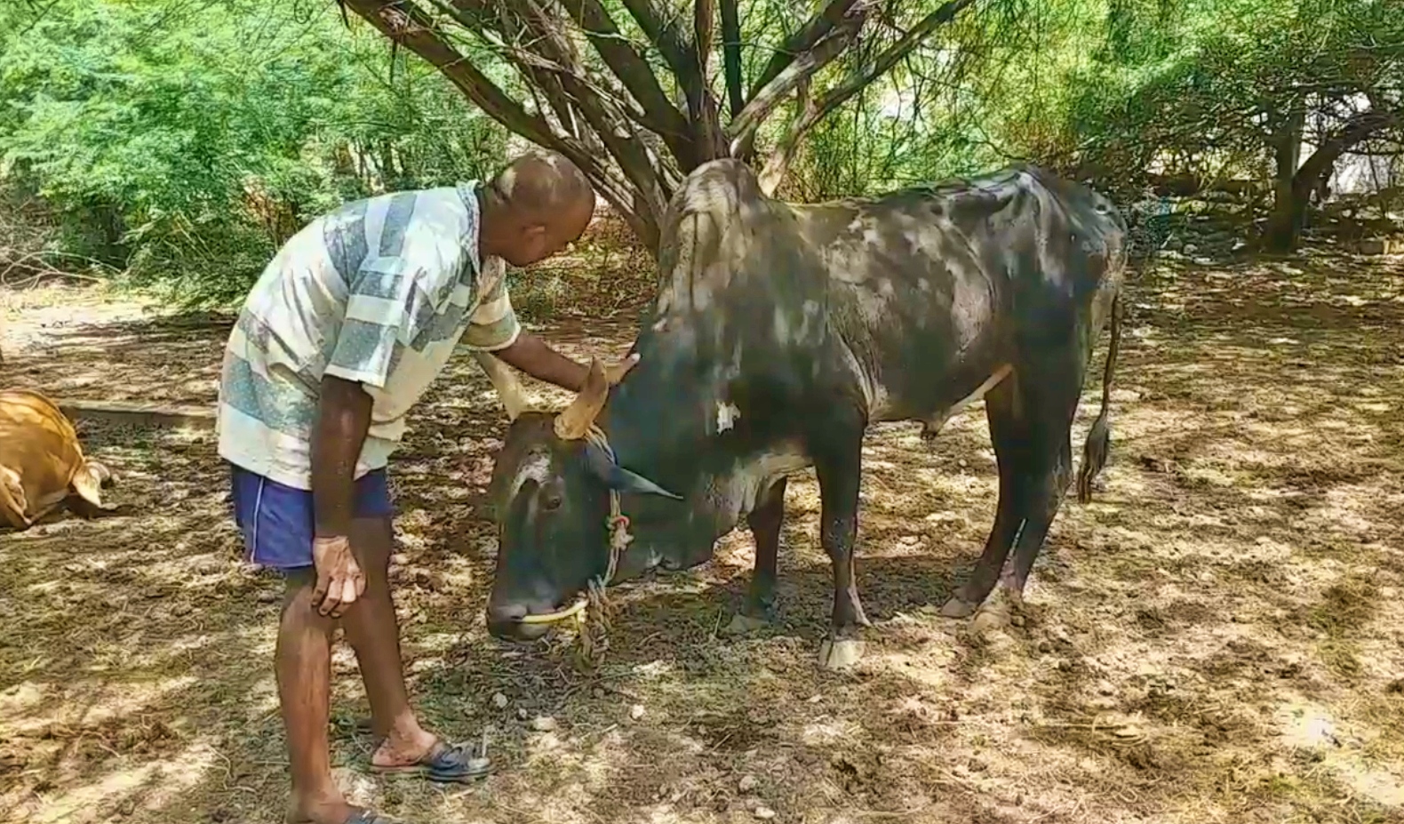 வீரபாண்டி அருகில் வந்தாலே காளைகள் செல்லமாய் பதுங்கும்