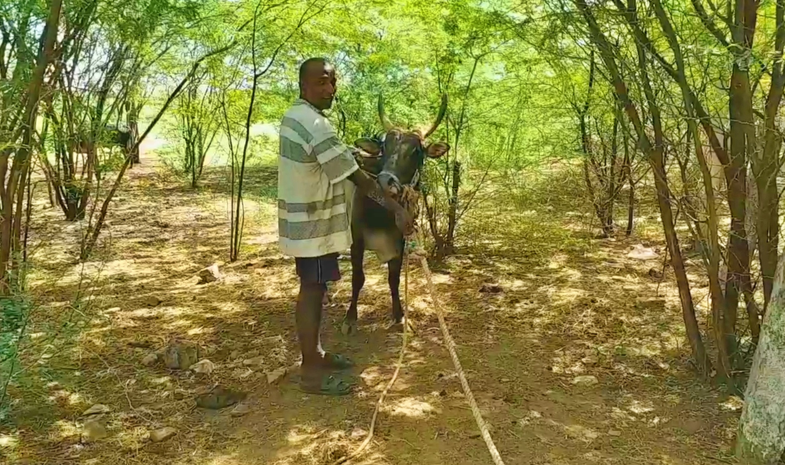 'கஷ்டத்திலும் காளைகளை காக்கும் காளையன்' - ஜல்லிக்கட்டு பிரியர்களுக்கான உத்வேகம்