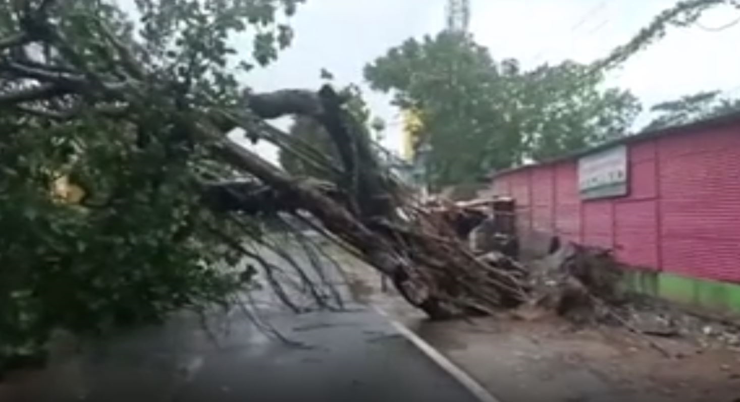 Tree Uprooted due to Cyclone Yaas