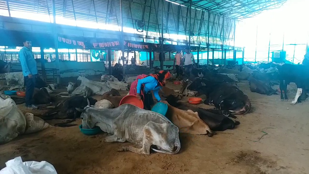 Corona infection in cows Jaipur
