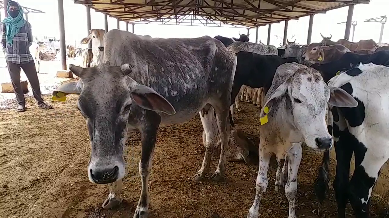 Corona infection in cows Jaipur