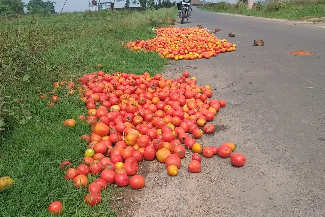 लगातार हुई बारिश और आंधी से टमाटर की फसल बर्बाद