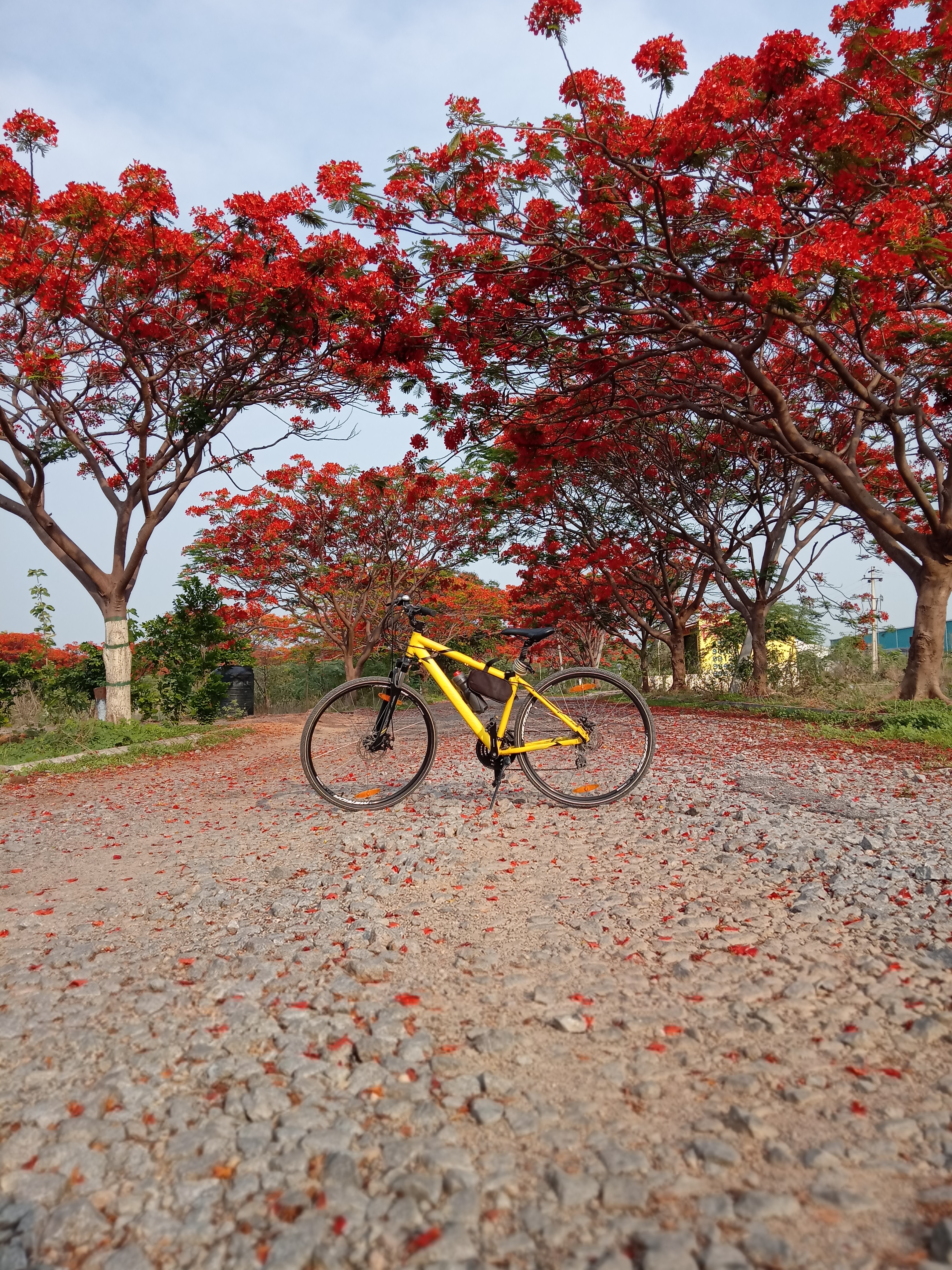 world bicycle day