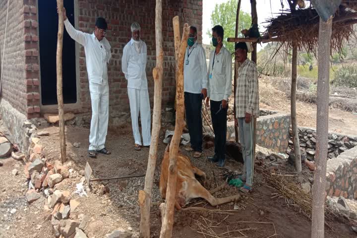 Cow died during heavy rain in cyclone