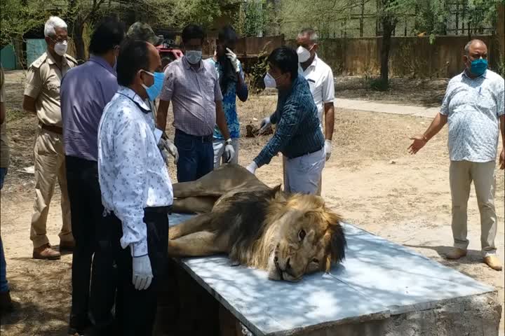 Asiatic lion Siddharth dies at Rajasthan's Nahargarh Biological Park, cremated