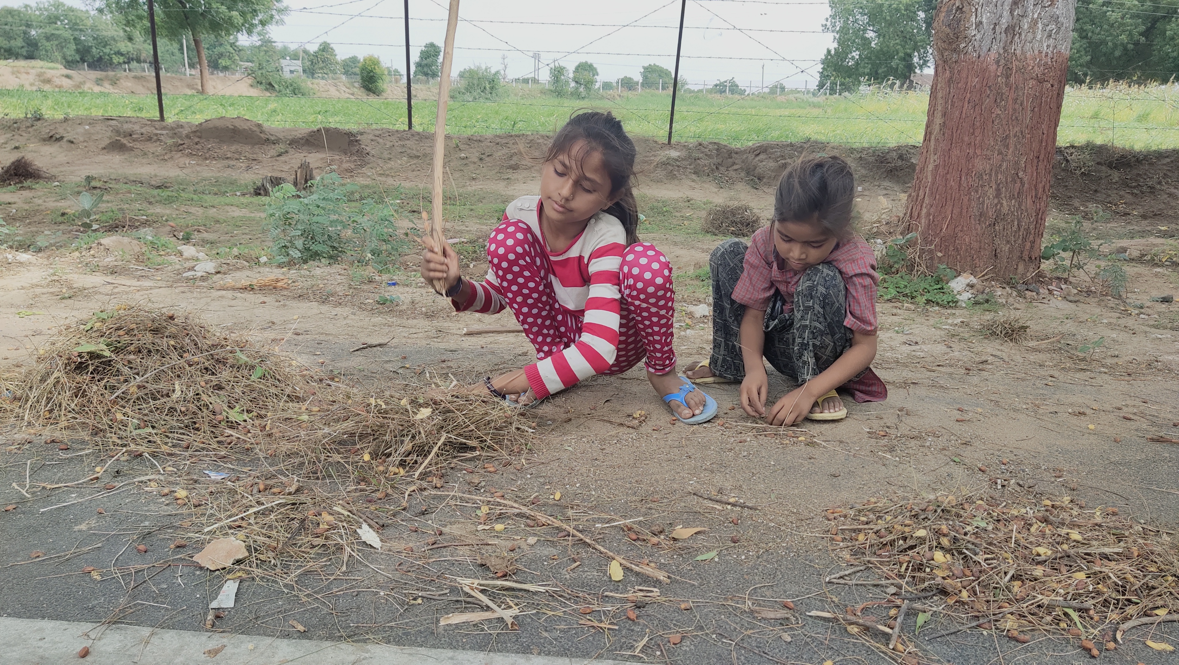 Girls picking out neem fruits