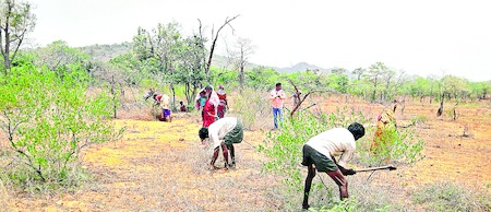 preparing land to Suitable for harvesting