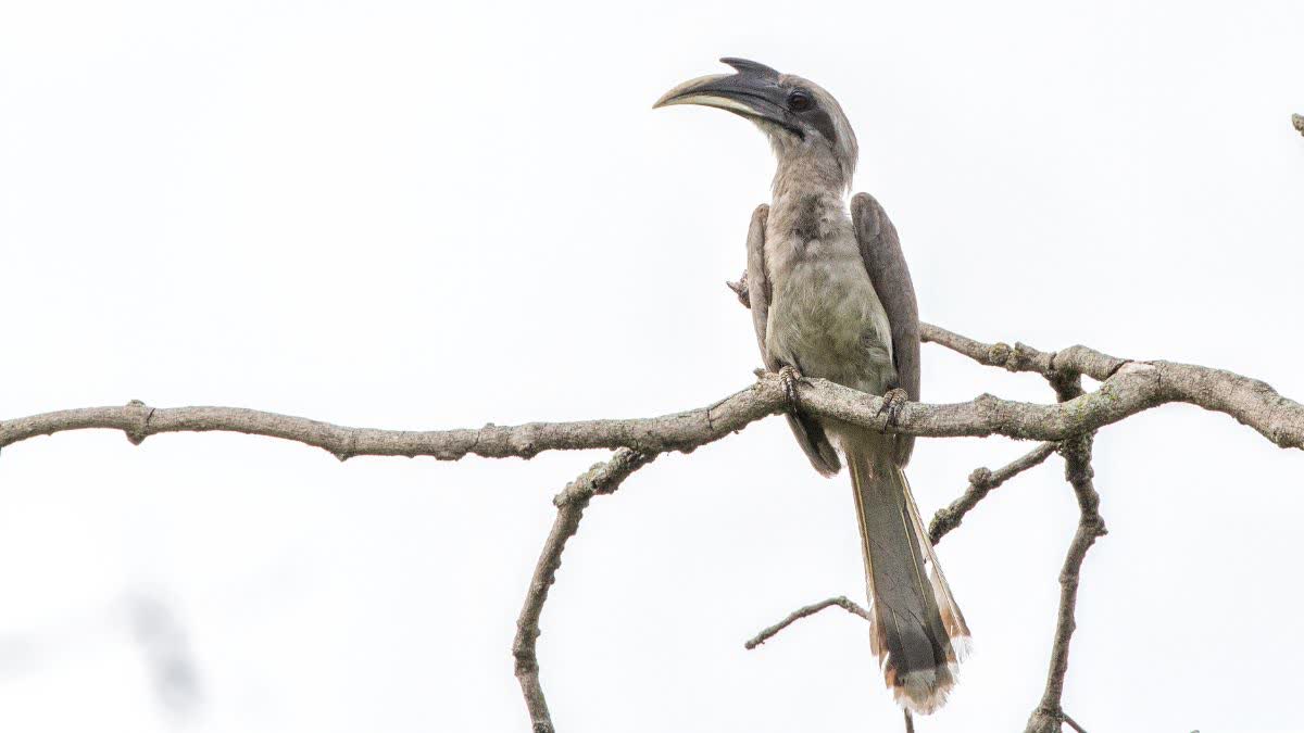 Indian Gray Hornbill Bird