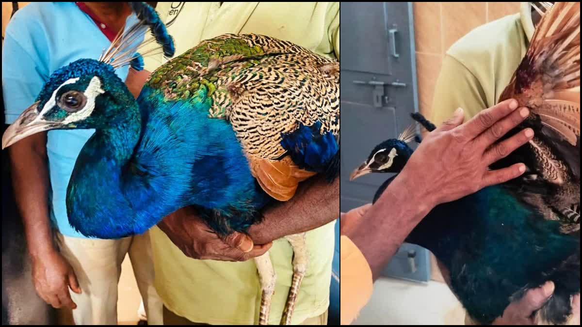 A wounded peacock
