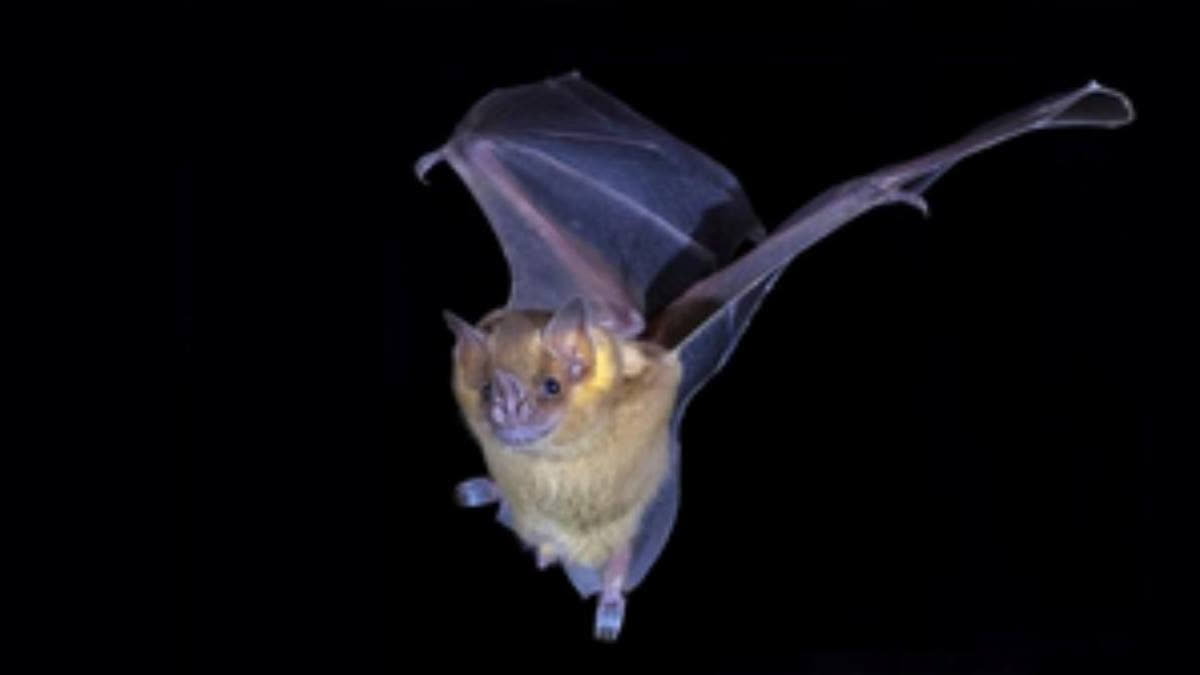 deadly bat virus discovered in Thailand