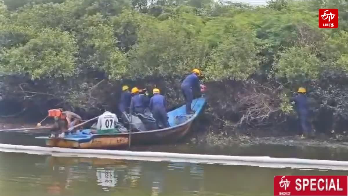 எண்ணூர் எண்ணெய்  கசிவால்  60 ஹெக்டேர் அளவில் அலையாத்தி காடுகள் பாதிப்பு