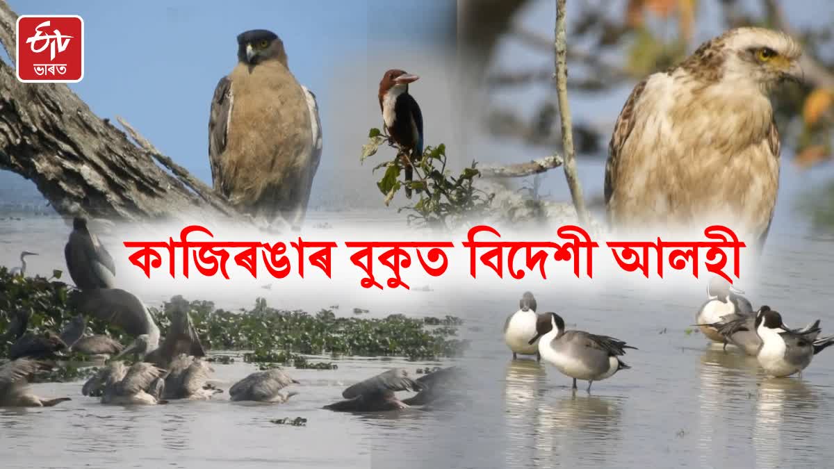 Bird species in Kaziranga