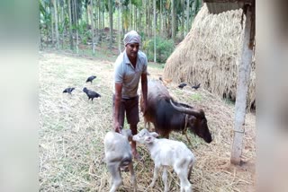 A buffalo gave birth to two calves eight days apart in Chikkamagaluru