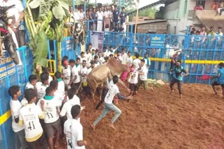 மதுரை ஜல்லிக்கட்டு போட்டிகளுக்கு காளைகள் மாடுபிடி வீரர்கள் தயார்