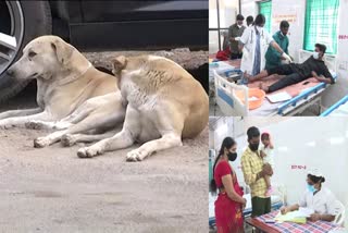 Dog Bite Cases in Telangana